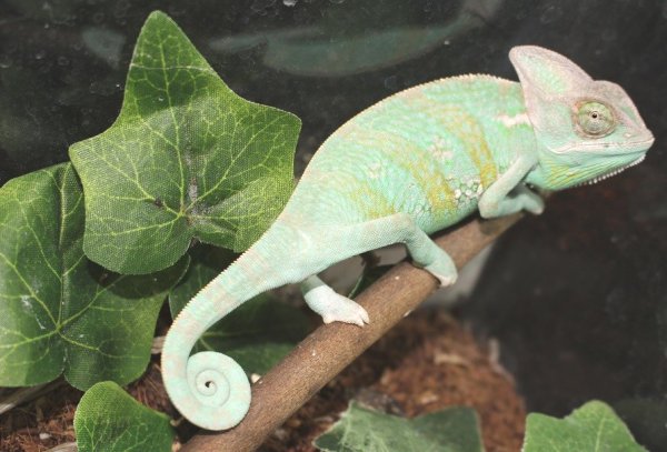 画像4: エボシカメレオン★ペア (4)