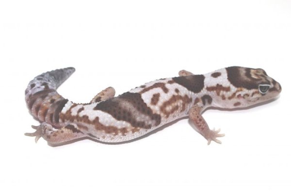 画像2: ホワイトアウト　ニシアフリカトカゲモドキ (2)