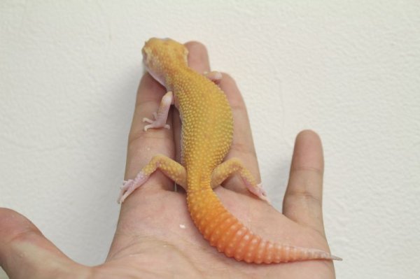 画像2: スーパーキャロットテールラプター　♀　ヒョウモントカゲモドキ (2)