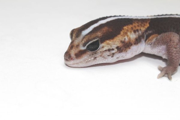 画像3: ノーマル（ホワイトアウトシブリング）　ストライプ　ニシアフリカトカゲモドキ (3)