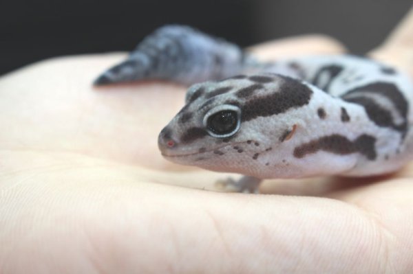 画像3: ホワイトアウトオレオ　　　ニシアフリカトカゲモドキ (3)