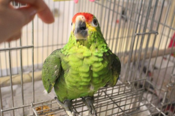 画像3: キホオボウシインコ女の子HB0184(お迎え頂きました) (3)