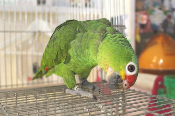 画像3: キホオボウシインコ女の子ＨＢ018(お迎え頂きました） (3)