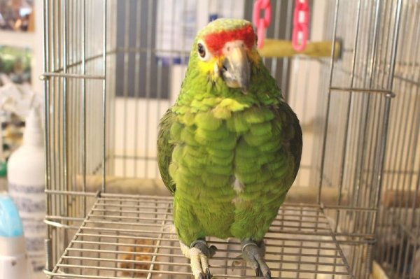 画像2: キホオボウシインコ女の子HB0184(お迎え頂きました) (2)