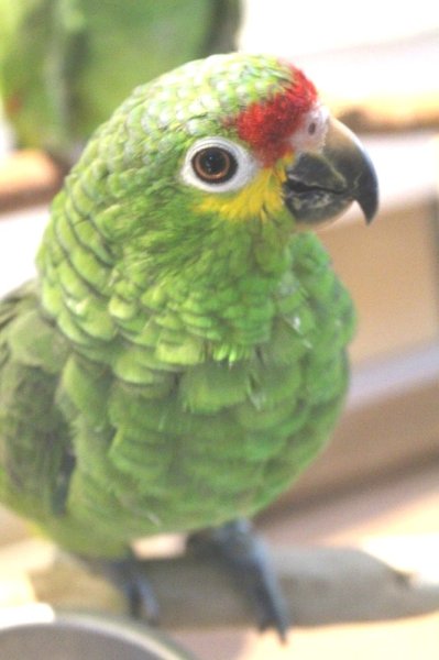 画像2: キホオボウシインコ女の子ＨＢ018(お迎え頂きました） (2)