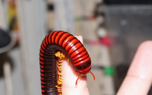 画像4: マラガシーファイヤーミリピード★ペア (4)