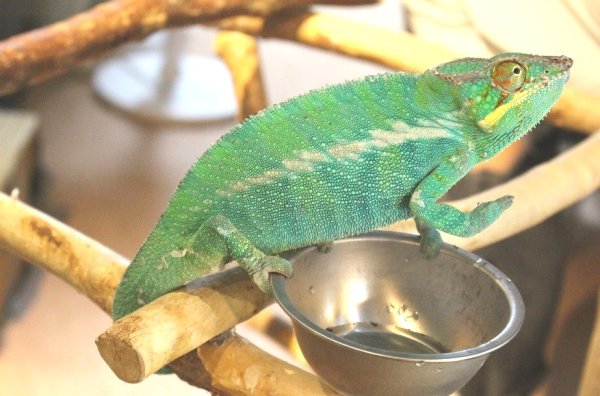 画像4: パンサーカメレオン（ノシベ）★ペア (4)