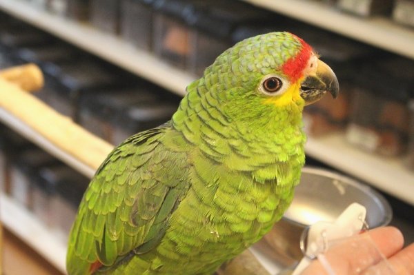画像10: キホオボウシインコ女の子HB0184(お迎え頂きました) (10)