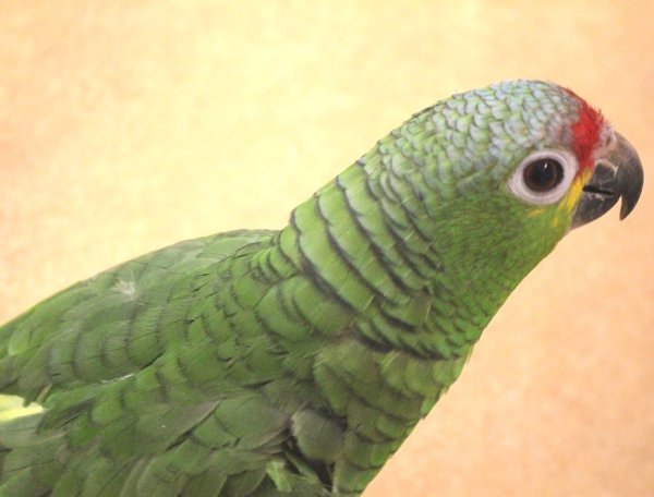 画像10: キホオボウシインコ女の子ＨＢ018(お迎え頂きました） (10)