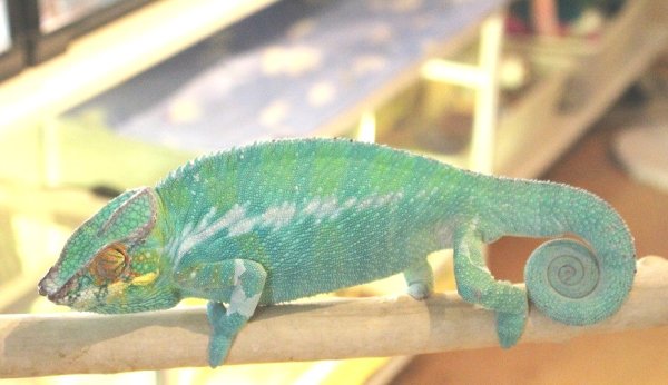 画像9: パンサーカメレオン（ノシベ）★ペア (9)