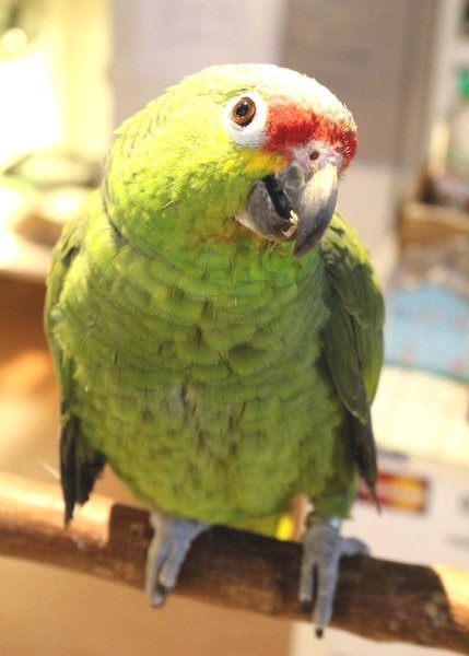 画像13: キホオボウシインコ女の子ＨＢ018(お迎え頂きました） (13)