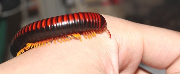 画像5: マラガシーファイヤーミリピード★ペア (5)