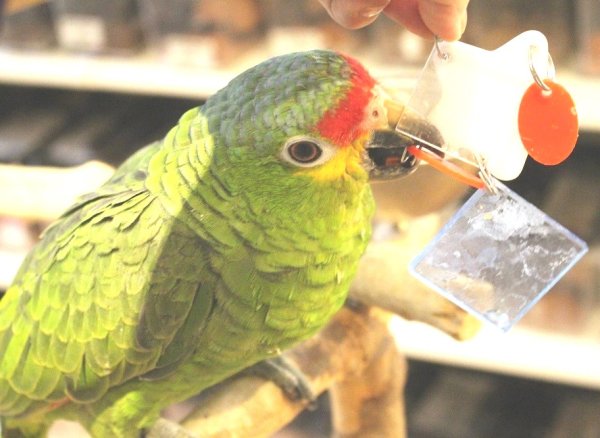 画像8: キホオボウシインコ女の子HB0184(お迎え頂きました) (8)
