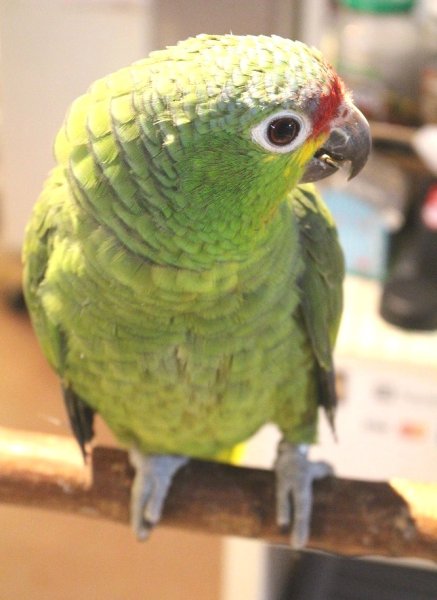 画像12: キホオボウシインコ女の子ＨＢ018(お迎え頂きました） (12)