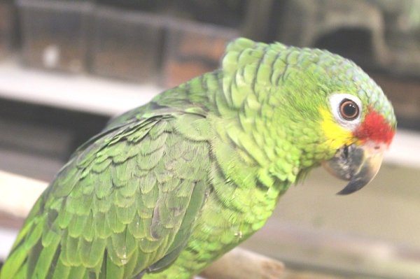 画像11: キホオボウシインコ女の子HB0184(お迎え頂きました) (11)