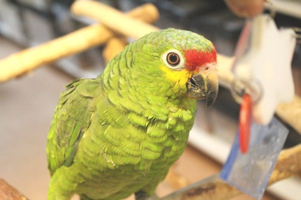 画像9: キホオボウシインコ女の子HB0184(お迎え頂きました) (9)