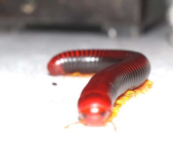 画像2: マラガシーファイヤーミリピード★ペア (2)