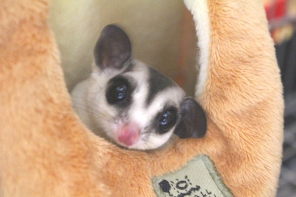 画像2: ホワイトフェイス★女の子 (2)