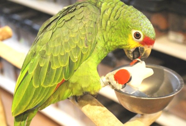 画像12: キホオボウシインコ女の子HB0184(お迎え頂きました) (12)