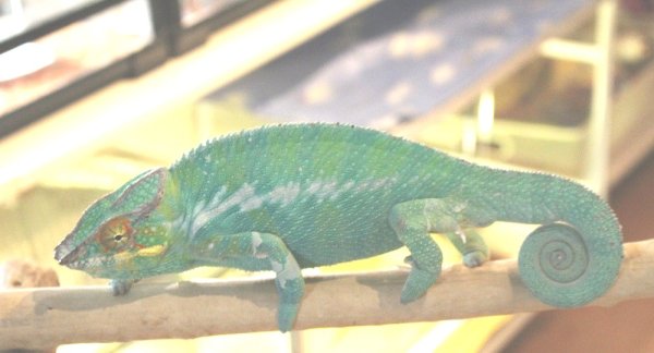 画像8: パンサーカメレオン（ノシベ）★ペア (8)