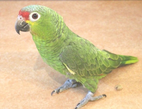 画像11: キホオボウシインコ女の子ＨＢ018(お迎え頂きました） (11)