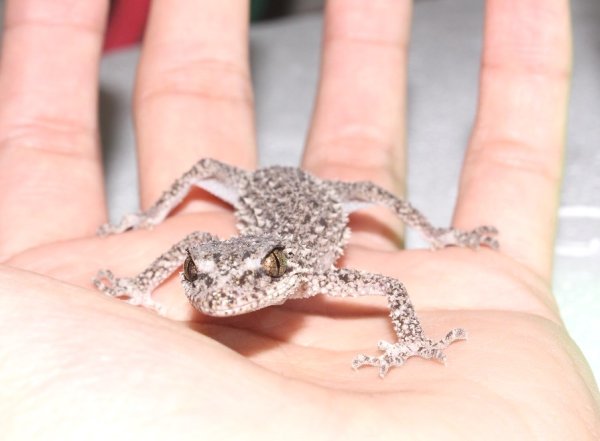 画像7: リングテールリーフゲッコーEUCB★ペア (7)