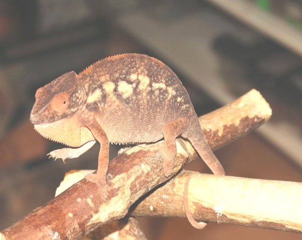 画像11: パンサーカメレオン（ノシベ）★ペア (11)