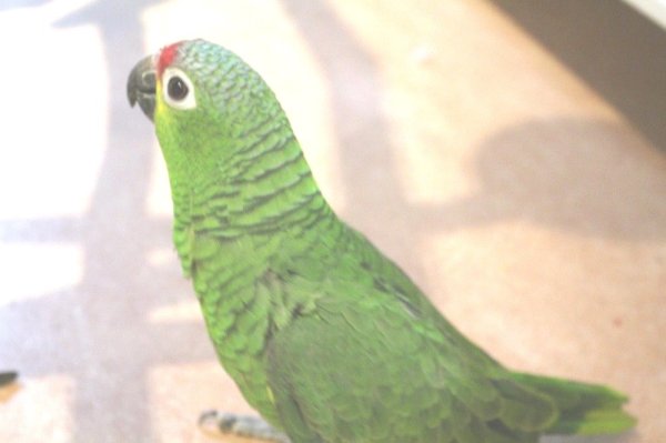 画像8: キホオボウシインコ女の子ＨＢ018(お迎え頂きました） (8)