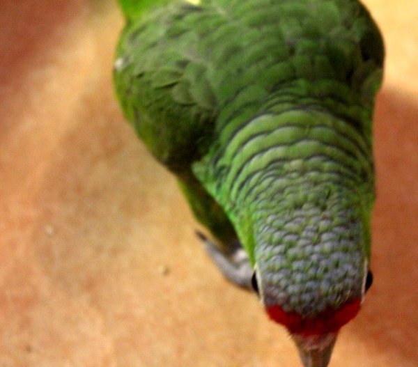 画像9: キホオボウシインコ女の子ＨＢ018(お迎え頂きました） (9)