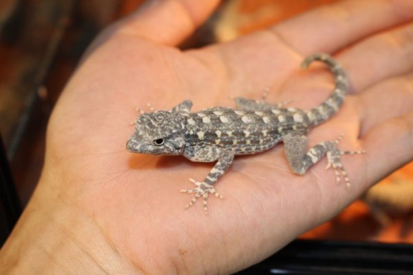 画像2: カータートゲオヤモリ　EUCB　ペア (2)