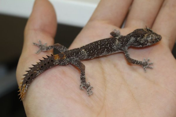 画像2: マツゲイシヤモリ　EUCB　ペア (2)