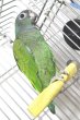 画像1: アケボノインコPHBII9E666男の子お迎え頂きました (1)