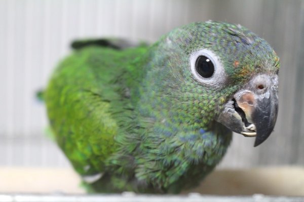 画像2: アケボノインコPHBII9E667女の子お迎え頂きました (2)