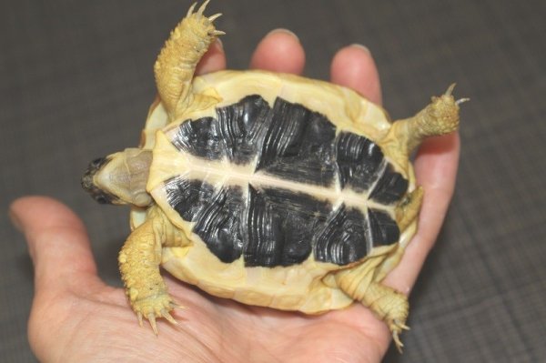 画像2: ニシヘルマンリクガメ(3)個体完売しました (2)