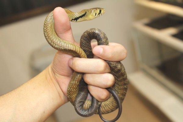 画像4: オグロクリボー　EUCB　ペア完売しました (4)