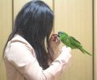 画像2: コミドリコンゴウインコＰHAＧCA146男の子お迎え頂きました (2)