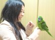 画像9: コミドリコンゴウインコＰHAＧCA146男の子お迎え頂きました (9)