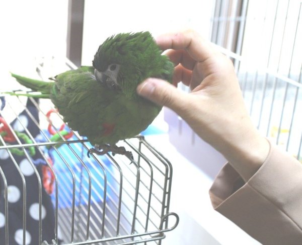 画像3: コミドリコンゴウインコＰHAＧCA146男の子お迎え頂きました (3)