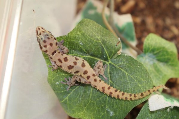 画像1: シールドスケールゲッコー　ペア　Pachydactylus scutatus (1)