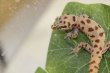 画像3: シールドスケールゲッコー　ペア　Pachydactylus scutatus (3)