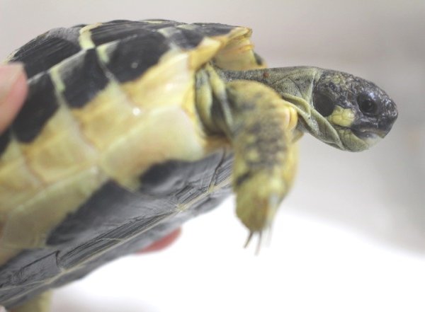 画像11: ニシヘルマンＥＵＣＢ★多甲板★完売しました (11)