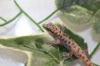 画像5: シールドスケールゲッコー　ペア　Pachydactylus scutatus (5)