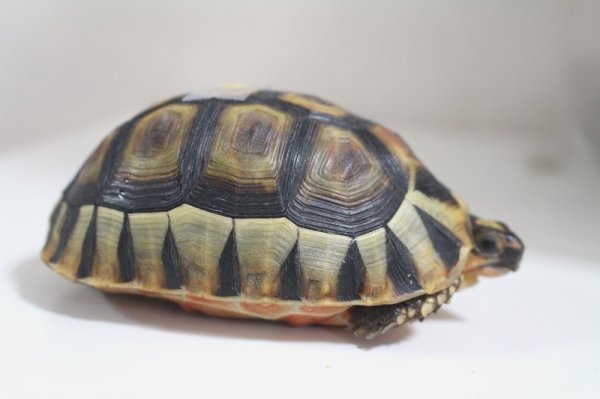 画像4: ソリガメＣＢ(6)個体完売しました (4)