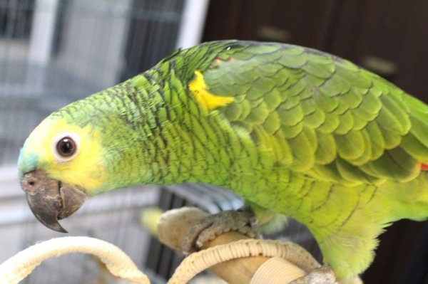 画像8: アオボウシインコＰＨＢＩＩ１Ｊ260女の子（お迎え頂きました） (8)