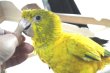 画像4: ニョオウインコＰＨＢＩＩ９Ｅ６０７お迎え頂きました (4)