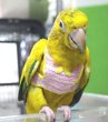 画像2: ニョオウインコＰＨＢＩＩ９Ｅ６０８お迎え頂きました (2)