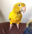 画像2: ニョオウインコＰＨＢＩＩ９Ｅ６０７お迎え頂きました (2)