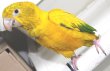 画像8: ニョオウインコＰＨＢＩＩ９Ｅ６０７お迎え頂きました (8)