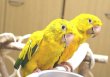 画像4: ニョオウインコＰＨＢＩＩ９Ｅ６０８お迎え頂きました (4)