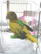 画像8: ニョオウインコＰＨＢＩＩ９Ｅ６０８お迎え頂きました (8)